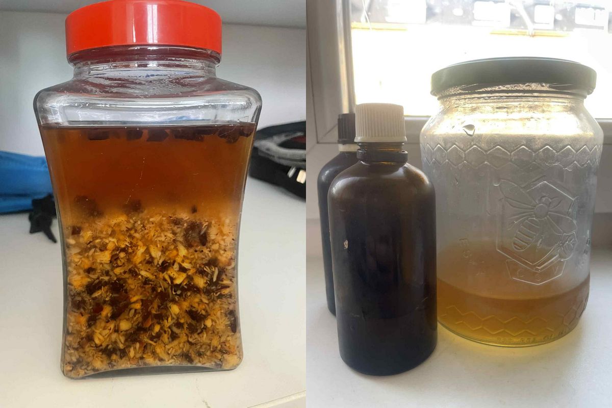 Vyrábím silný dvojitý extrakt : Obě houby jsem nadrtila a naložila v poměru jedna ku jedné do 85% domácí vínovice k maceraci na 6 týdnů. Poté přijde na řadu macerace vodou. Získám tak kompletní extrakt všech účinných složek z obou hub. S. 