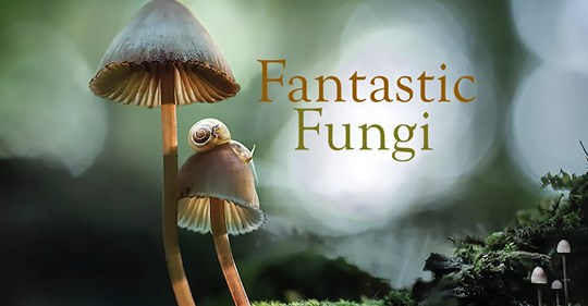 Světová premiéra filmu "Fantastické houby" 26.3.2020 v ČR