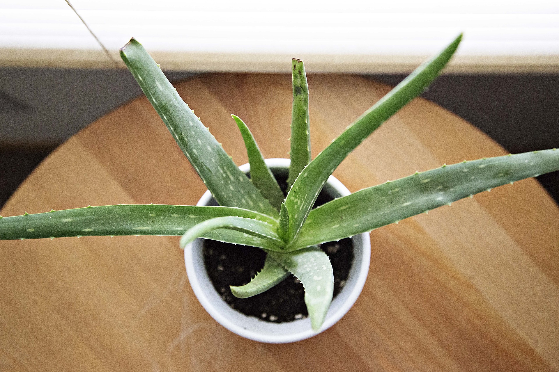 Aloe Vera - rostlina, která nám nabízí mnoho využití