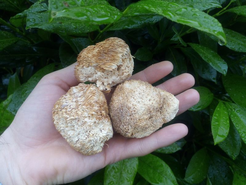 Korálovec ježatý - nezvykle vyhlížející houba s dobrou chutí