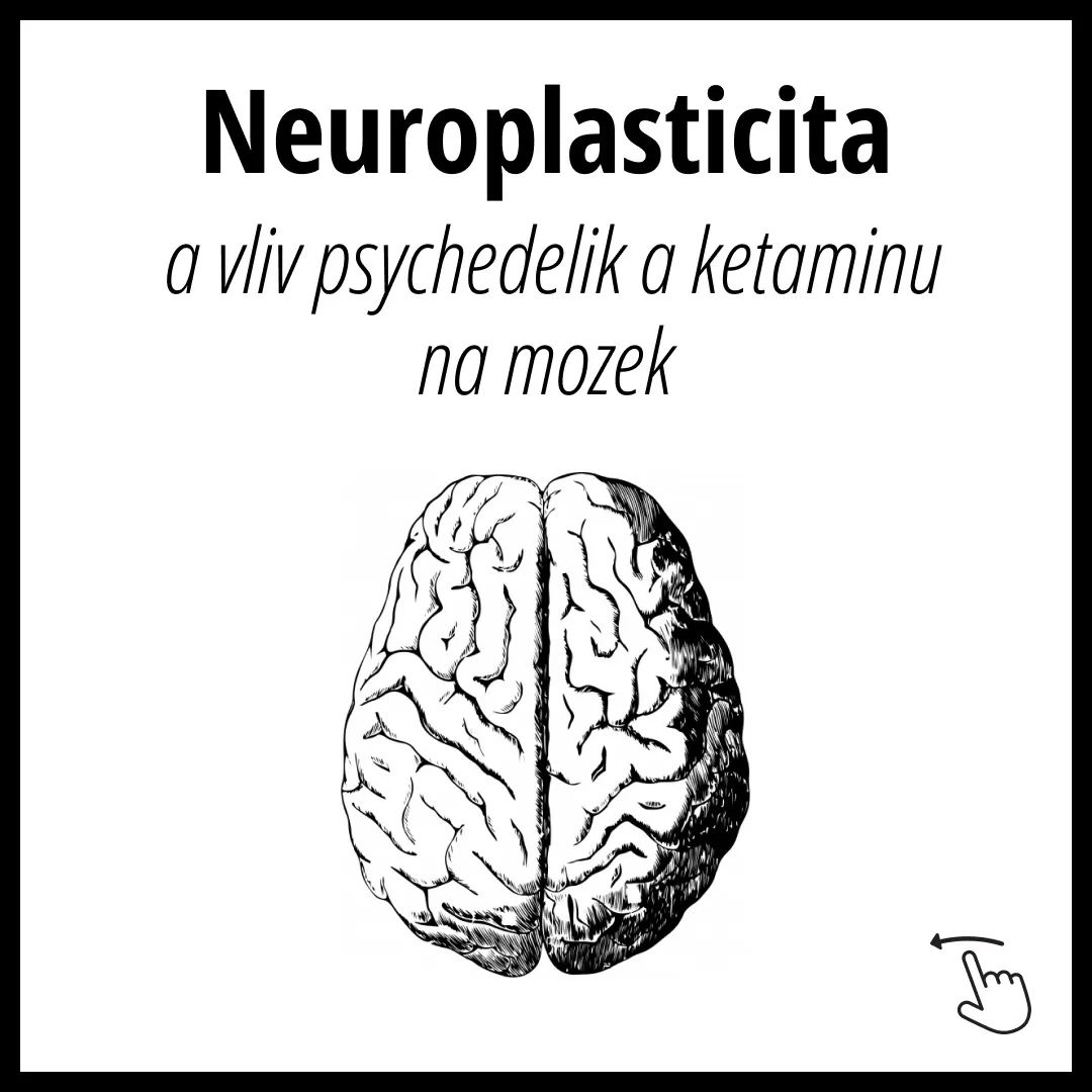 #1 Flexibilita mozku & neuroplasticita