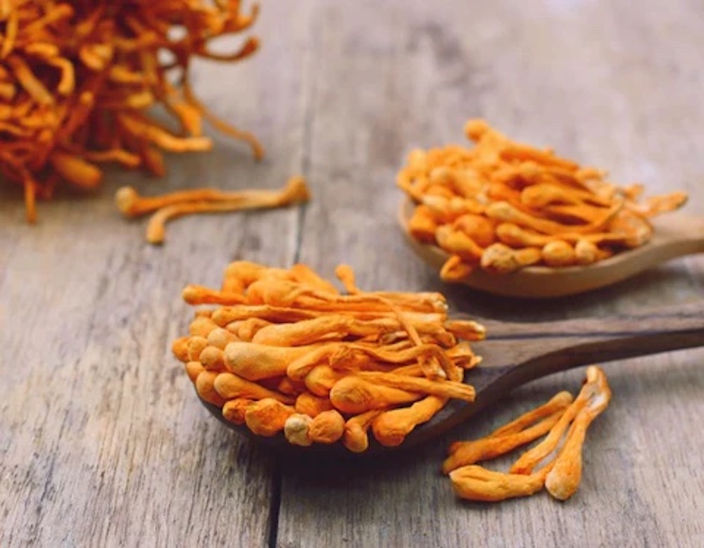 Může houba Cordyceps nakazit člověka?