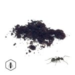 LifeChi - Black Ant (Polyrhachis vicina Roger) - surový RAW prášek 50 g