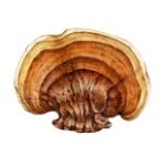 Reishi