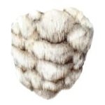Hericium