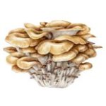 Maitake