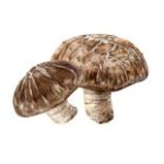 Shiitake