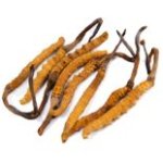 Cordyceps