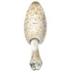 Coprinus