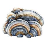Coriolus