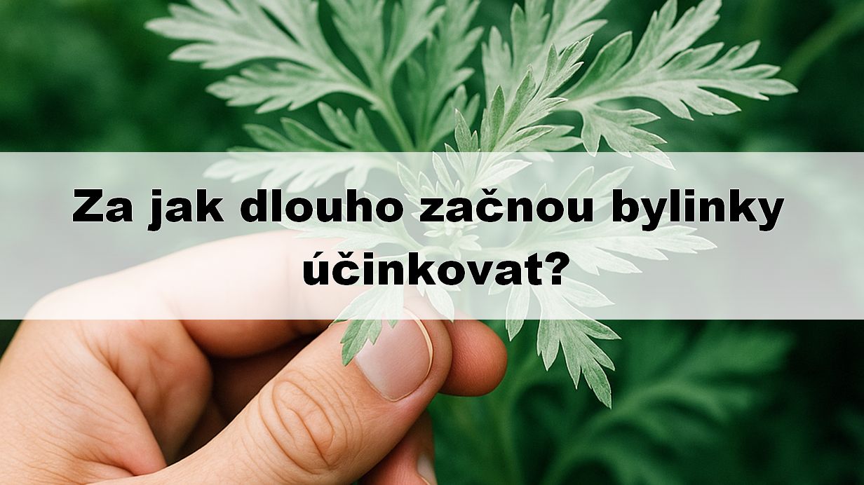 Za jak dlouho začnou bylinky účinkovat?