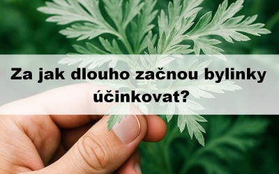 Za jak dlouho začnou bylinky účinkovat?