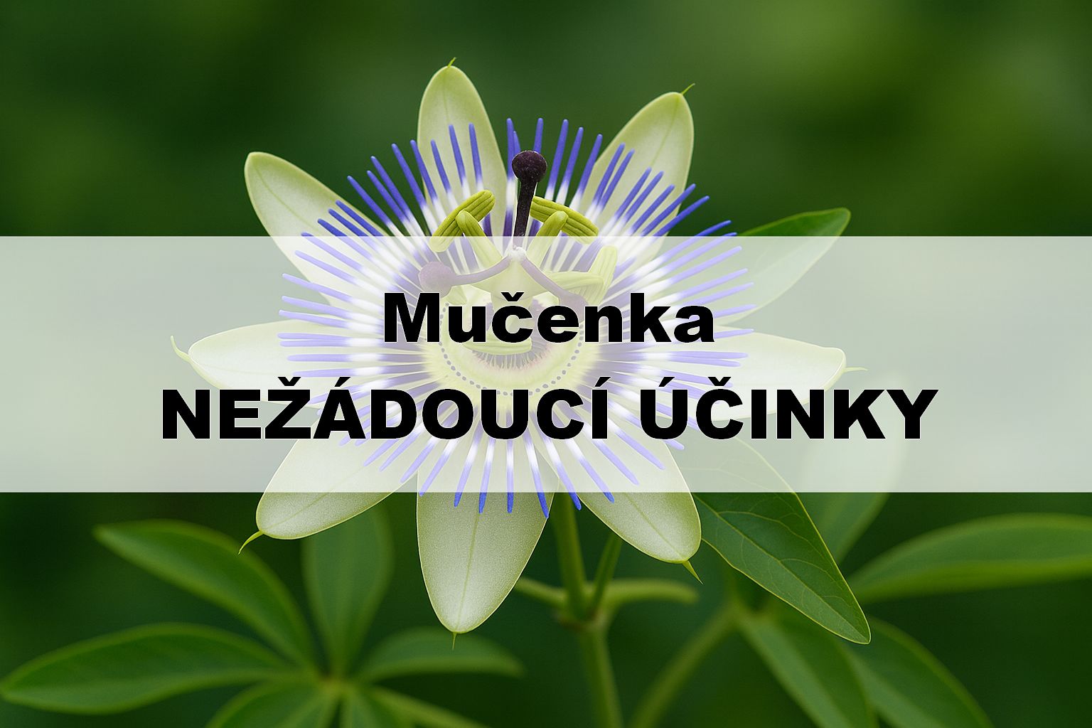 Mučenka - nežádoucí účinky