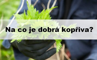 Na co je dobrá kopřiva