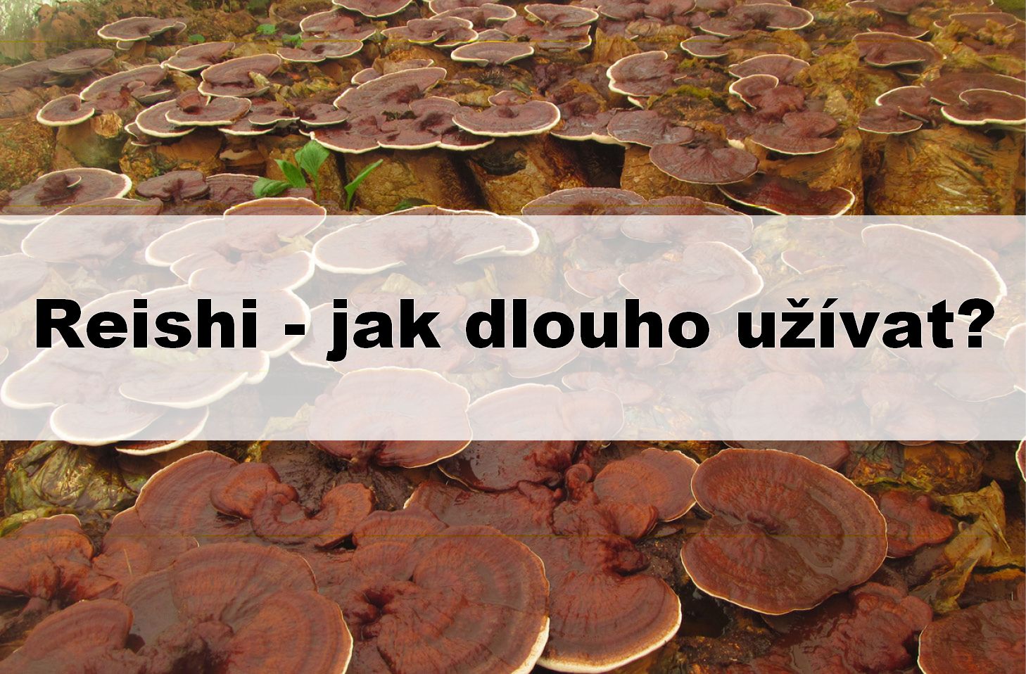 Reishi -- jak dlouho užívat