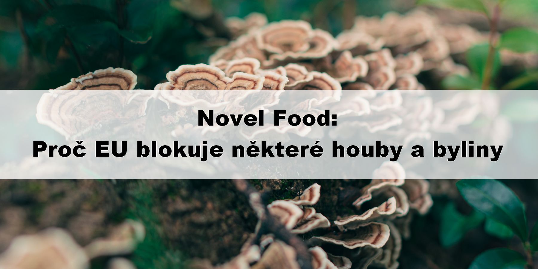Novel Food: Proč EU blokuje některé houby a byliny