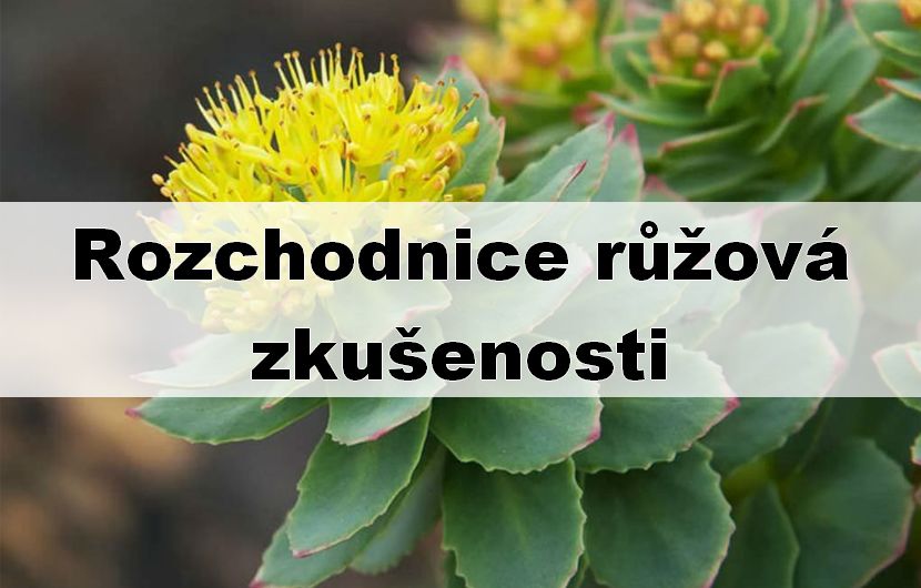 Rozchodnice růžová zkušenosti