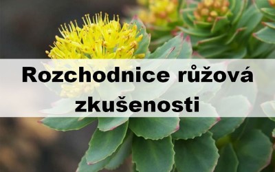 Rozchodnice růžová zkušenosti
