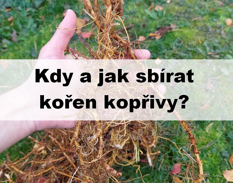 Kopřiva v plné síle: kdy a jak sbírat kořen?