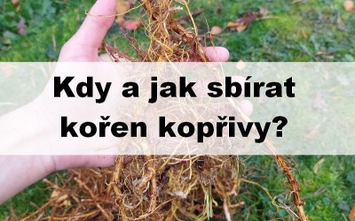 Kopřiva v plné síle: kdy a jak sbírat kořen?
