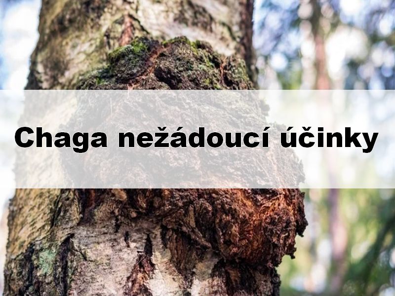 Chaga nežádoucí účinky