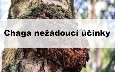 Chaga nežádoucí účinky