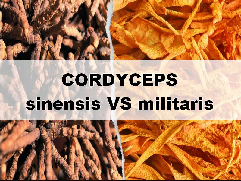 Cordyceps sinensis vs. militaris – rozdíly, kvalita a účinky
