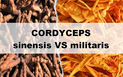 Cordyceps sinensis vs. militaris – rozdíly, kvalita a účinky