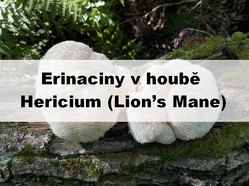 Erinaciny v Lion’s Mane (Hericium erinaceus): proč je většina produktů neobsahuje?