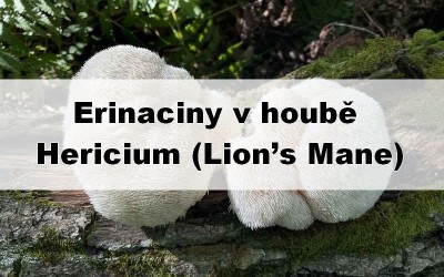 Erinaciny v Lion’s Mane (Hericium erinaceus): proč je většina produktů neobsahuje?