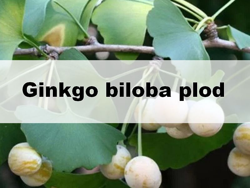Ginkgo biloba plod – co to je a proč se téměř nepoužívá?