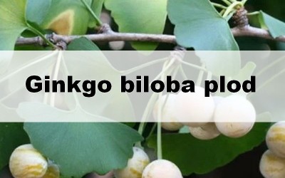 Ginkgo biloba plod – co to je a proč se téměř nepoužívá?
